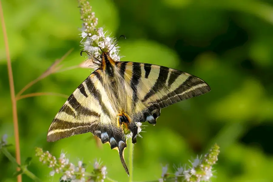 Крымская бабочка букна