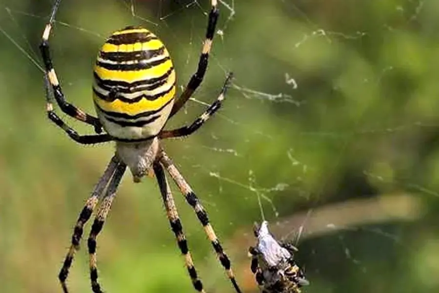 Крымский паук Аргиопа