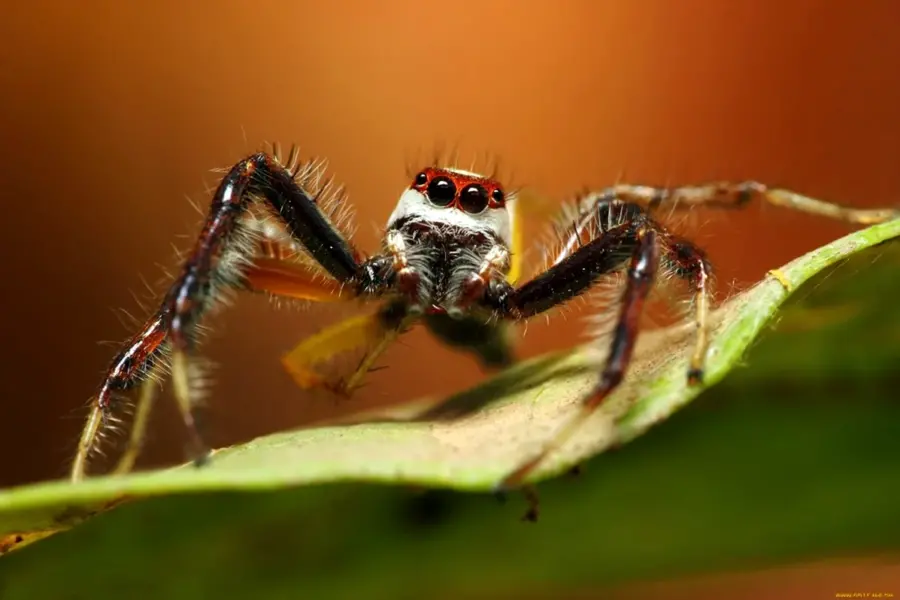 Крымский паук скакун