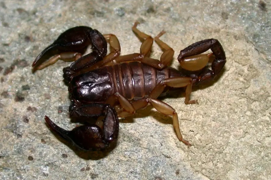 Крымский Скорпион эндемик