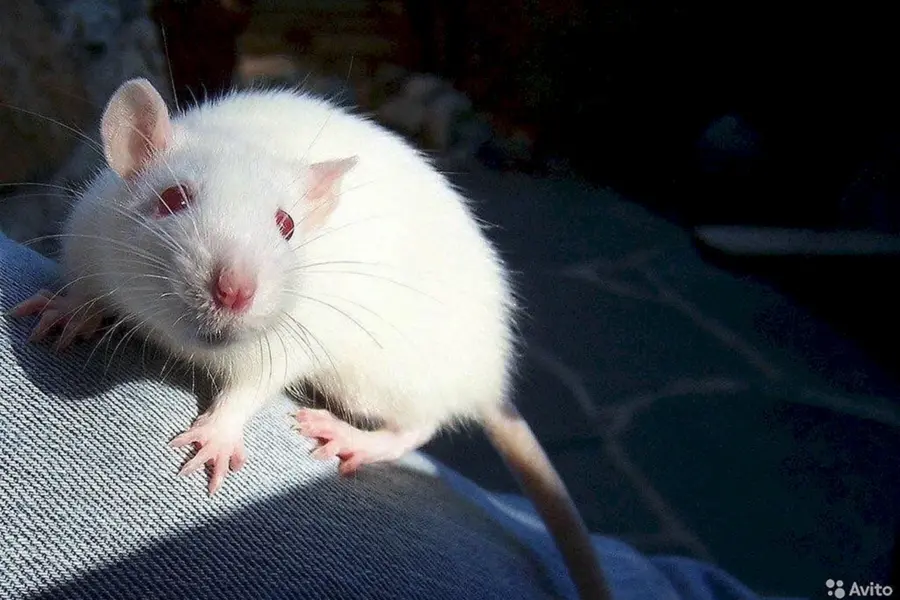 Крыса белая альбинос Дамбо