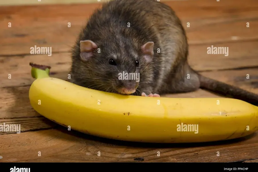 Крыса ест банан