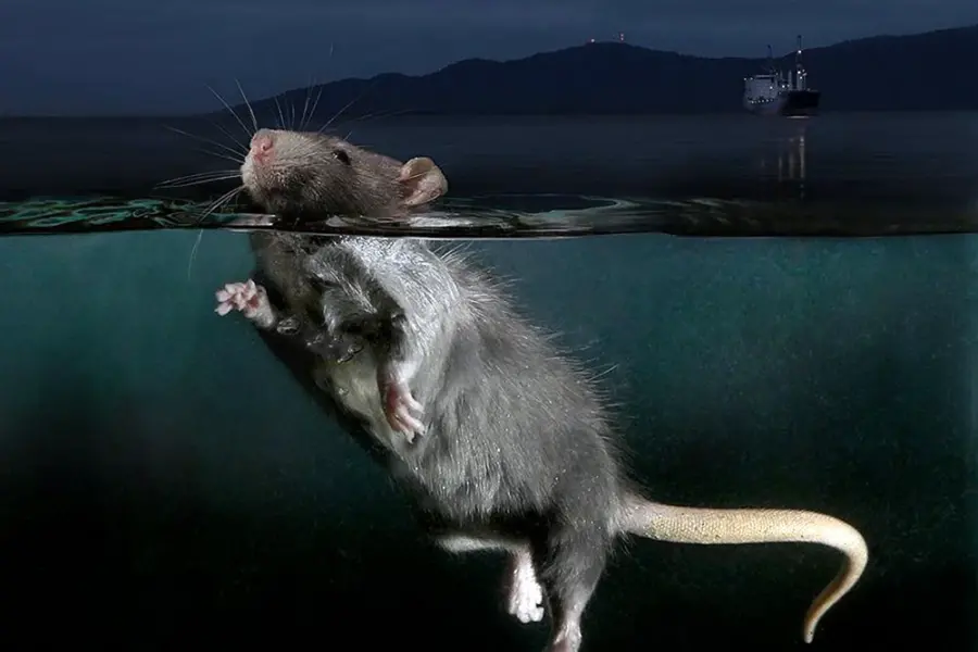 Крыса плавает