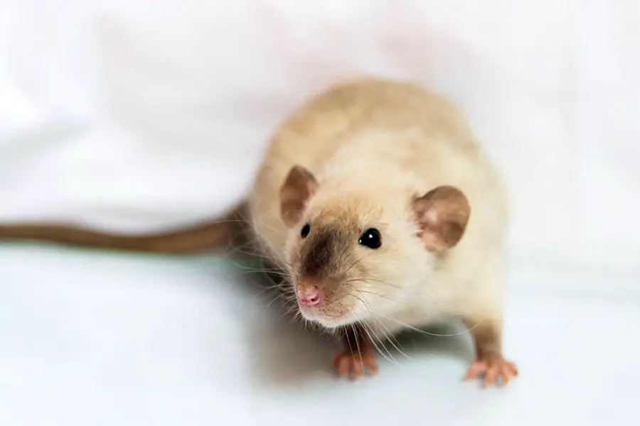 Крыса породы Сиамская Дамбо