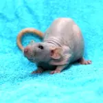 Крысята Дамбо голубая норка