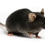 Крысы c57bl