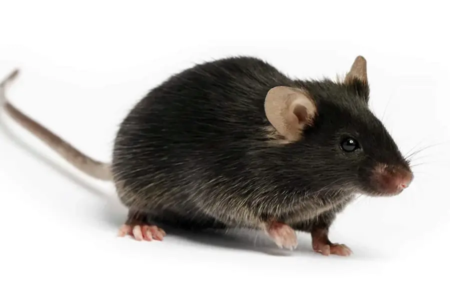 Крысы c57bl