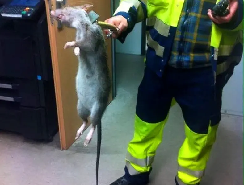 Крысы мутанты в Московском метро