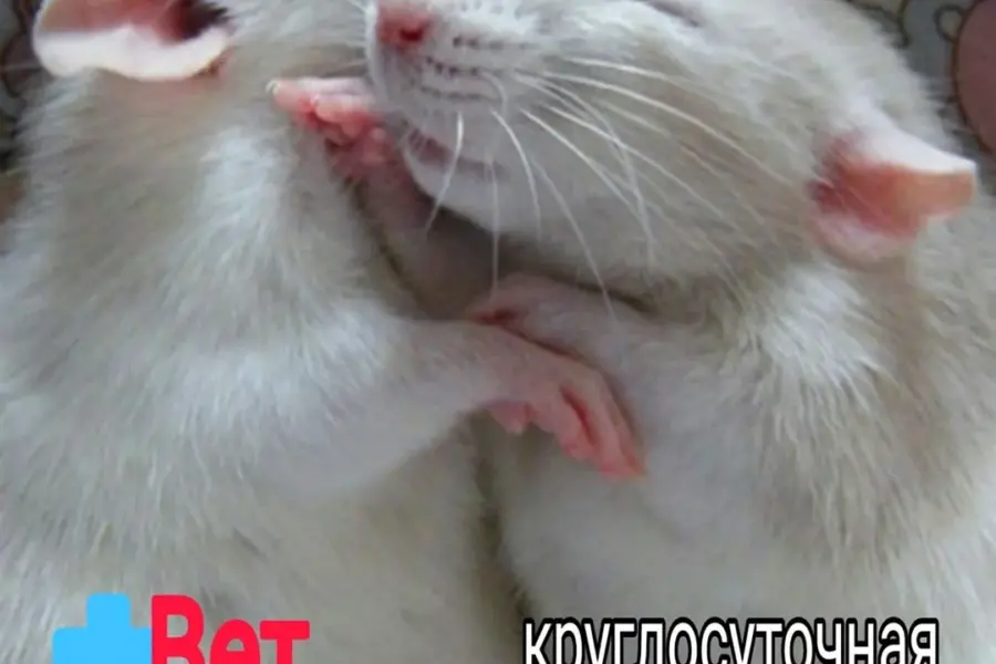 Крысы обнимаются