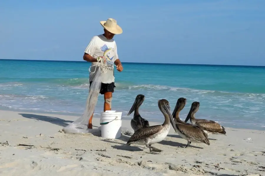 Куба Пеликаны