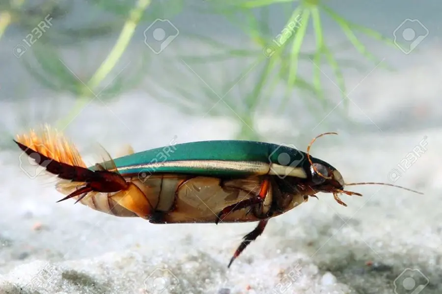 Куколка жука плавунца