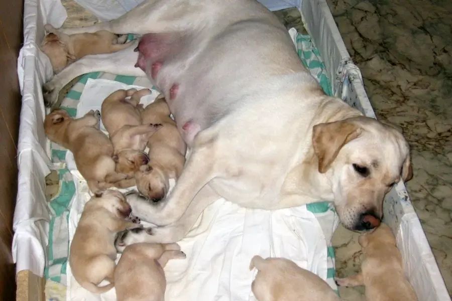 Лабрадор ретривер новорождённые щенки