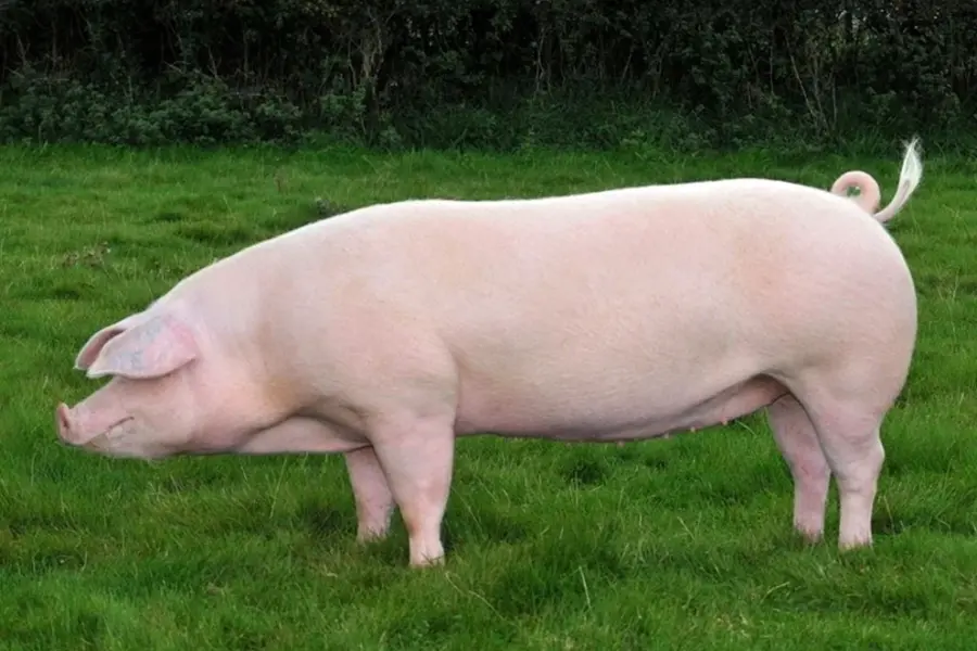 Ландрас порода свиней