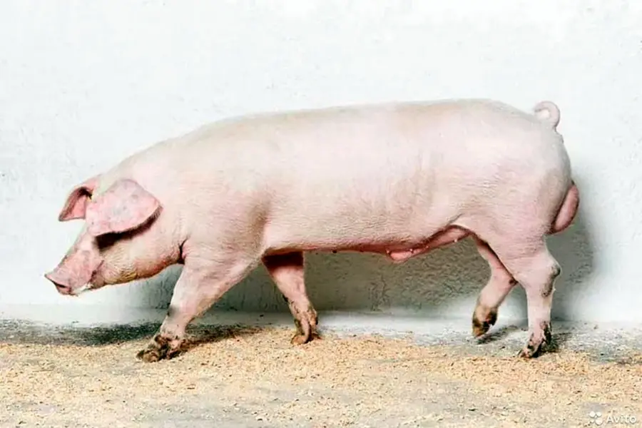 Ландрас порода свиней