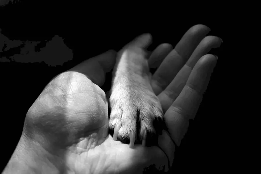 Лапка собаки в руке