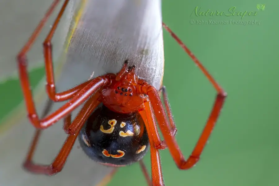 Latrodectus bishopi паук