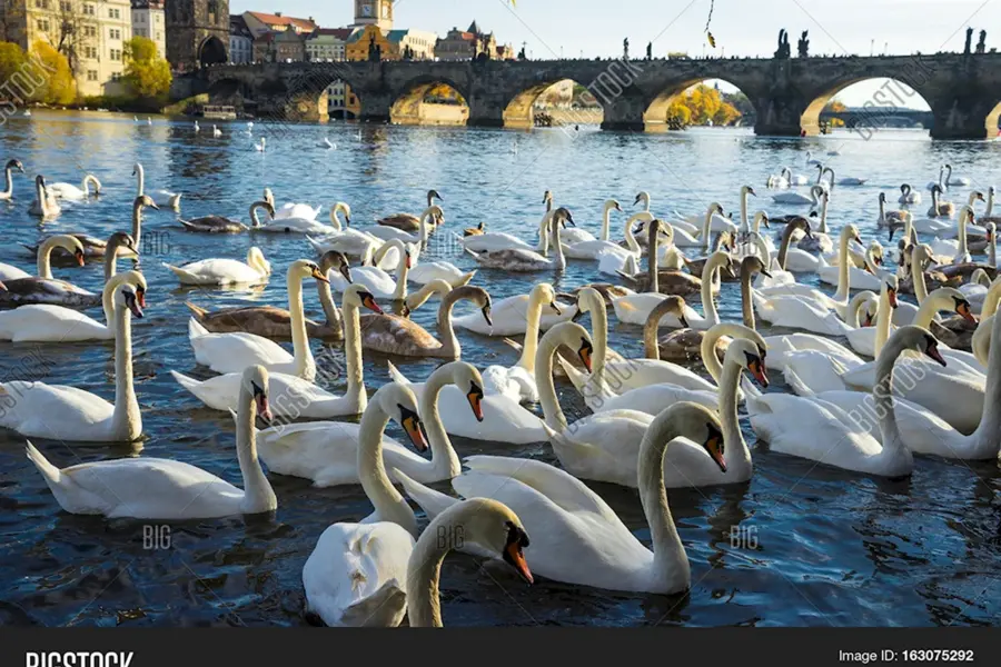 Лебеди в Праге на Влтаве
