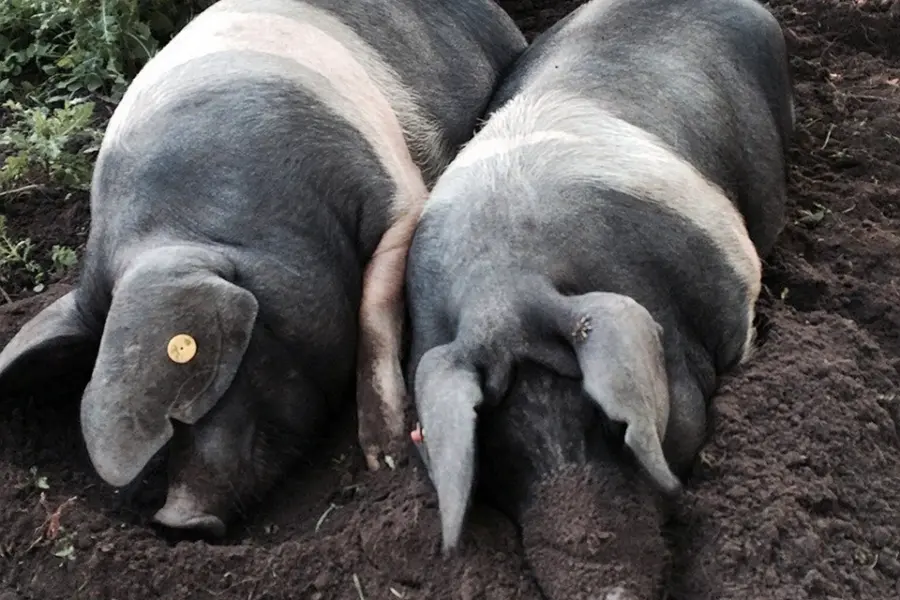 Леманская порода свиней