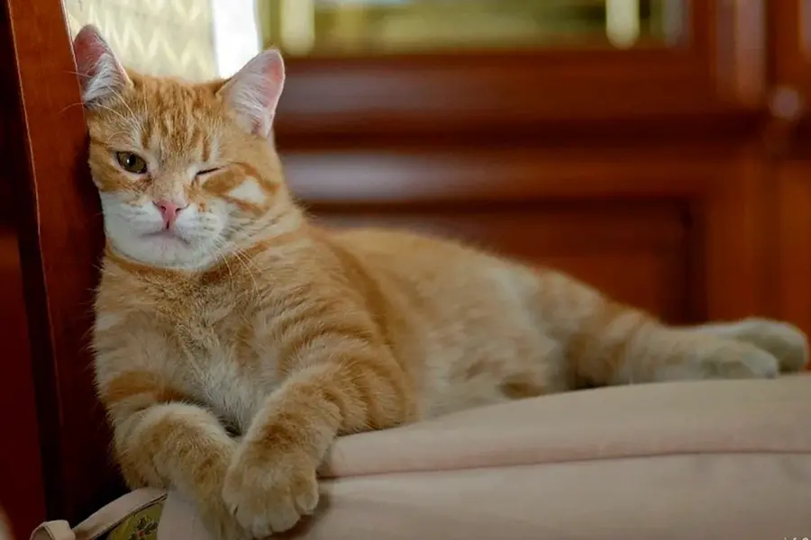 Ленивый рыжий кот