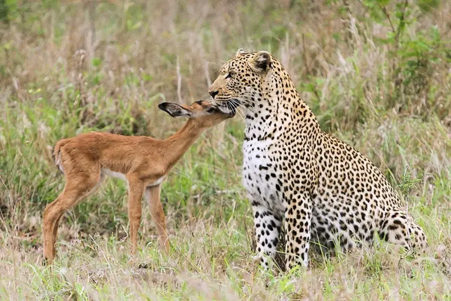 Леопард и антилопа
