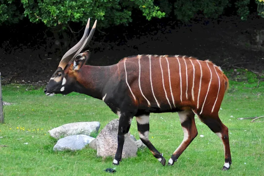 Лесная антилопа Бонго