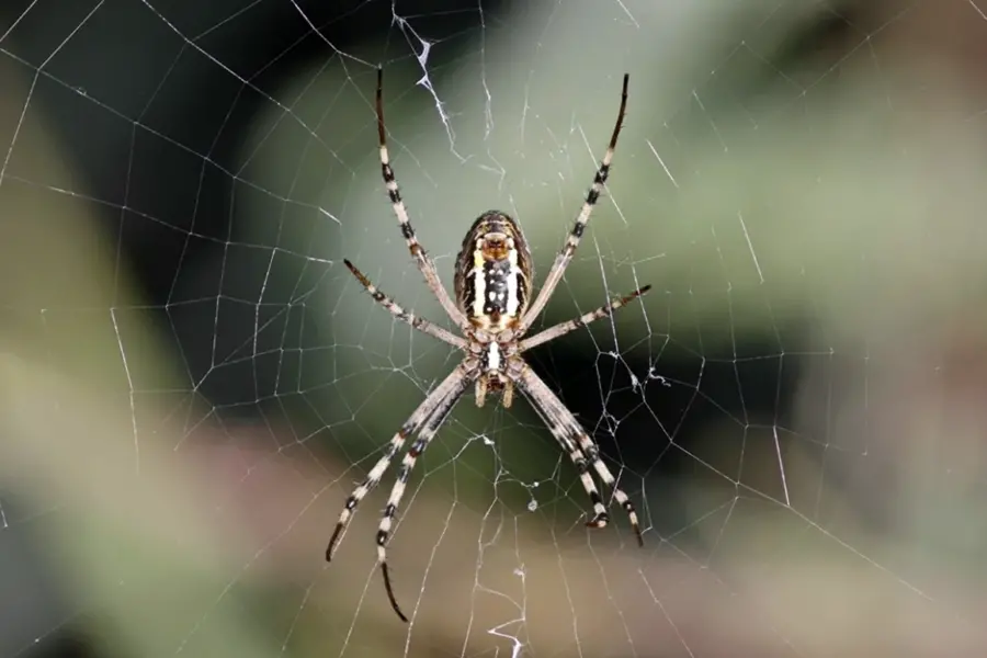 Лесной паук крестовик