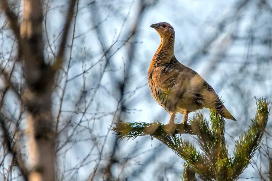 Лесные птицы Ленинградской области Глухарь