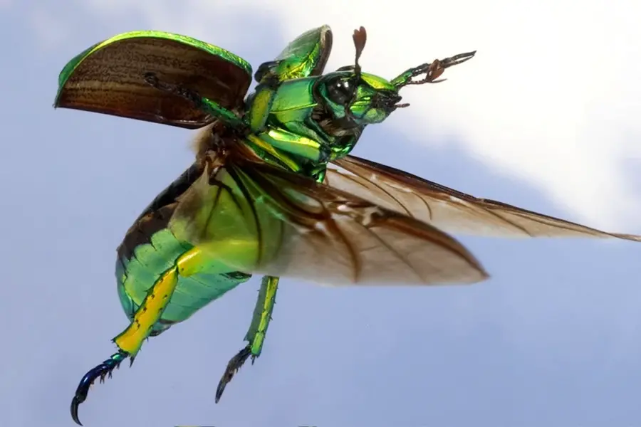 Летающие жуки