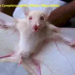 Летучая лисица альбинос