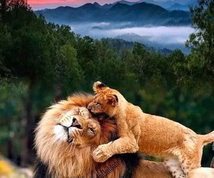 Лев и кот вместе
