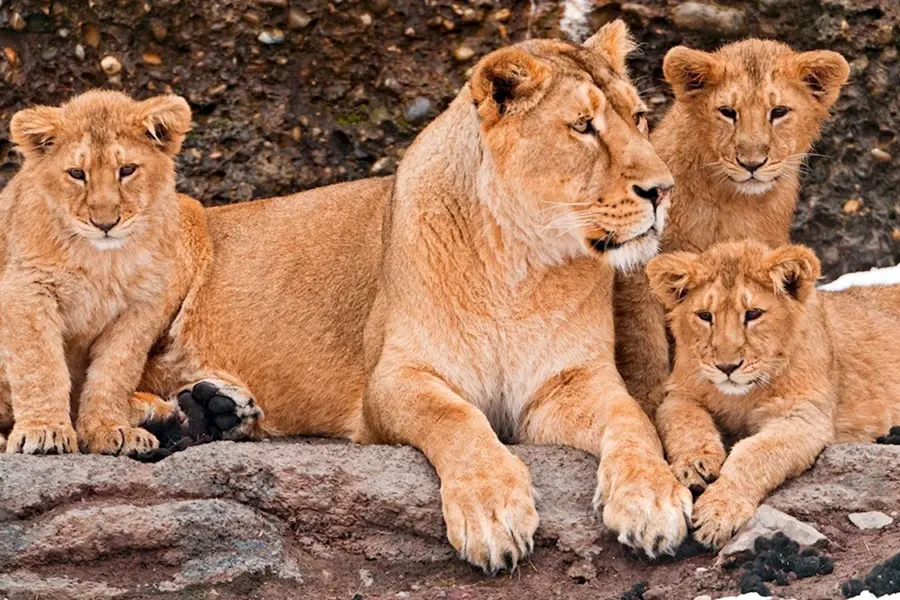 Лев львица и 3 львенка