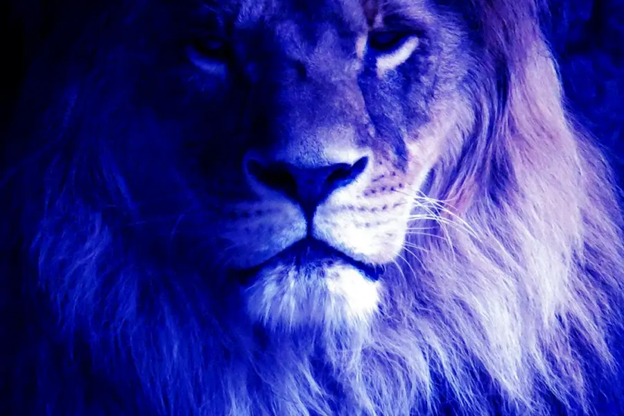 Лев в синих тонах