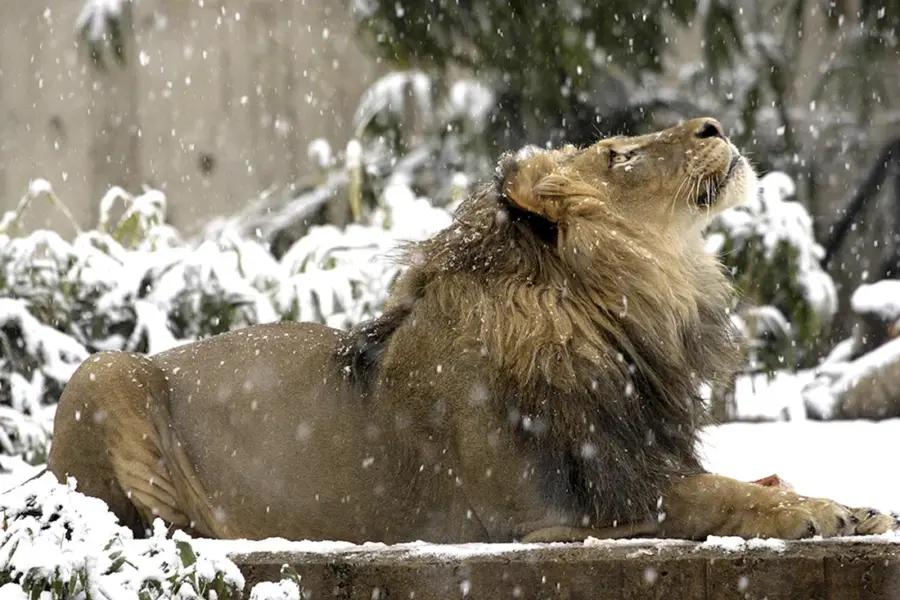 Лев в снегу