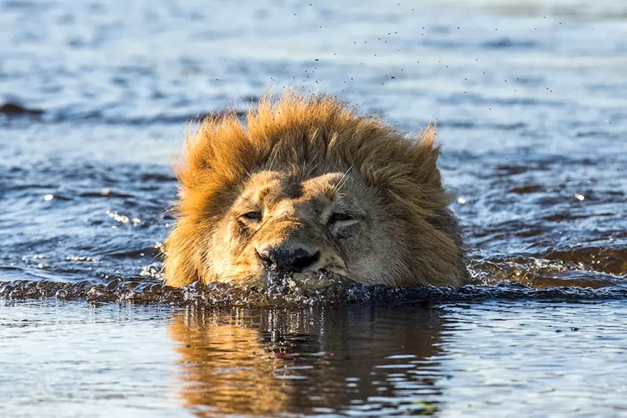 Лев в воде
