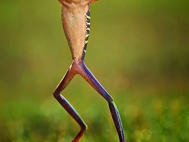 Лягушка сидлинными ногами