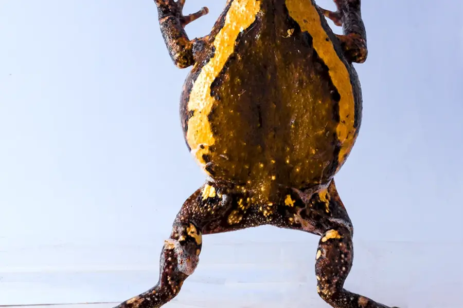 Лягушка-черепаха Turtle Frog