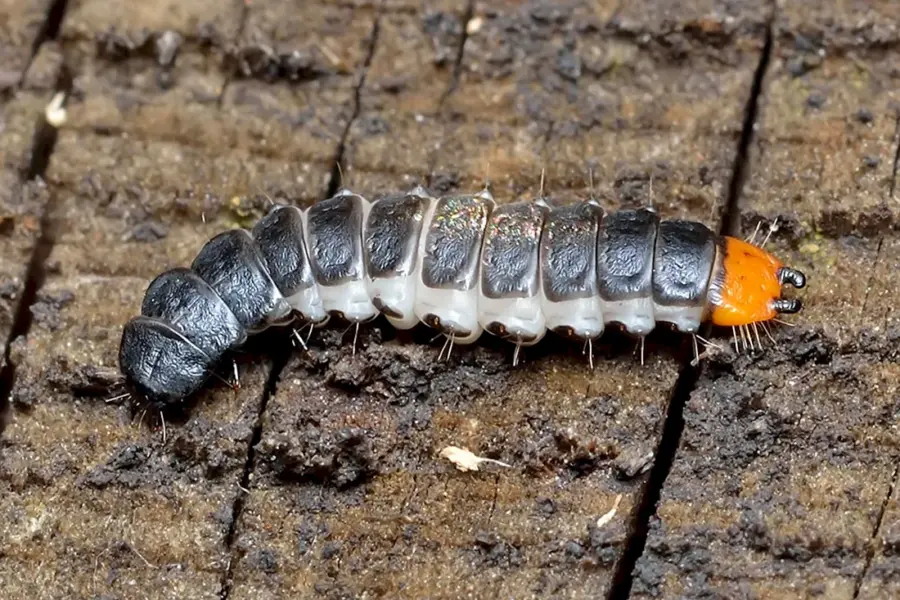 Личинка жука мягкотелки
