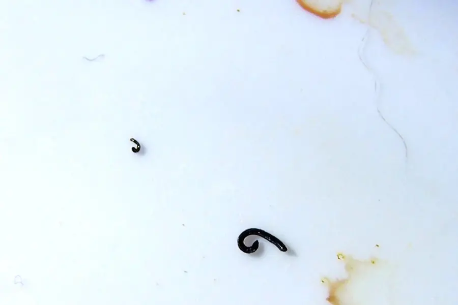 Личинки блох черные червячки