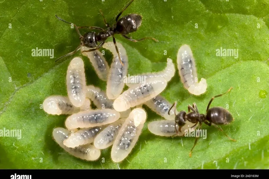 Личинки муравьёв лазиус нигер