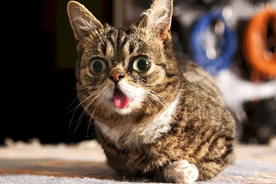Lil Bub кошка