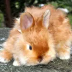 Лисий карликовый кролик