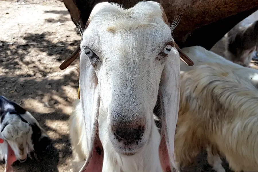 Лицо козы