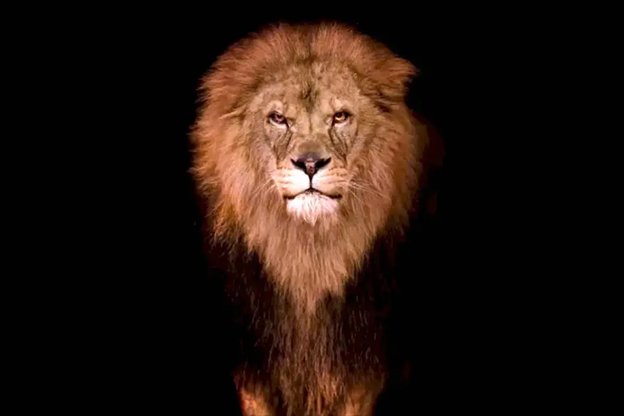 Лицо Льва на черном фоне