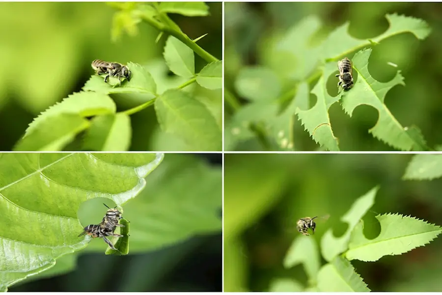 Люцерновая пчела-листорез