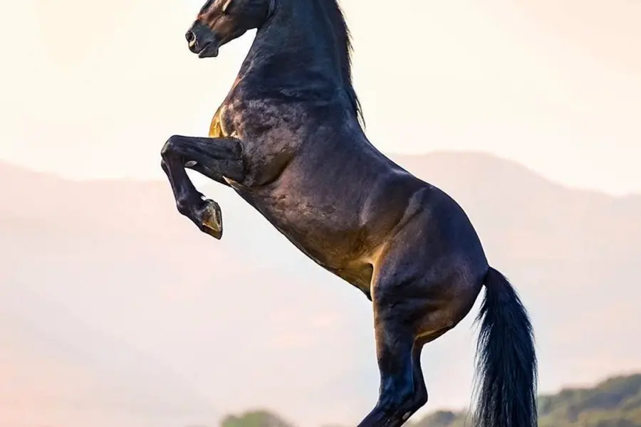 Лошадь арабский скакун Мустанг