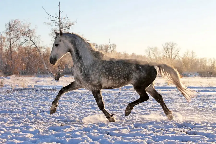 Лошадь породы Орловский рысак