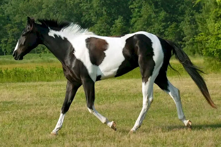 Лошадь породы Пинто