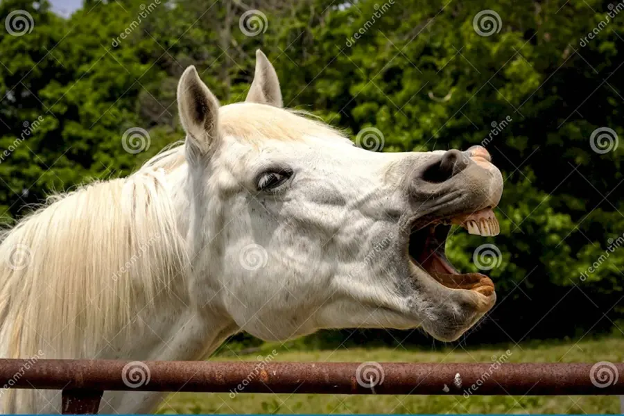Лошадь с открытой пастью