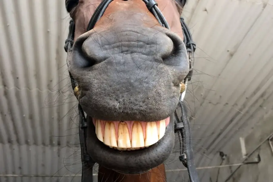 Лошадь улыбается