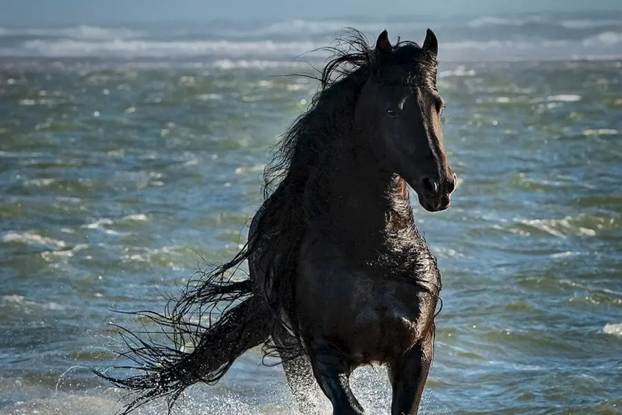 Лошади и море